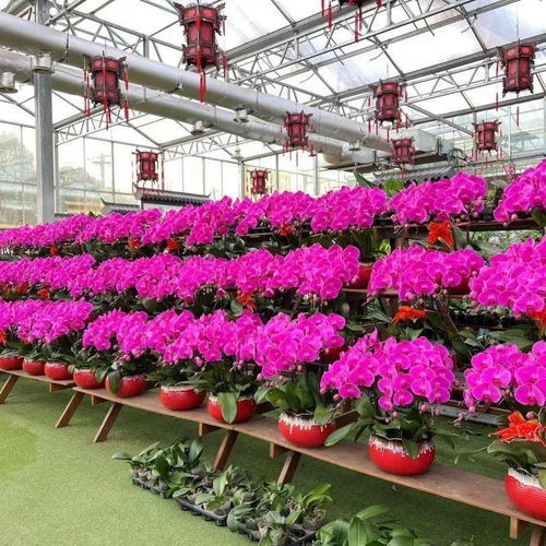 花满金陵，美好生活——2022南京精品年宵花展与办公用品完美融合