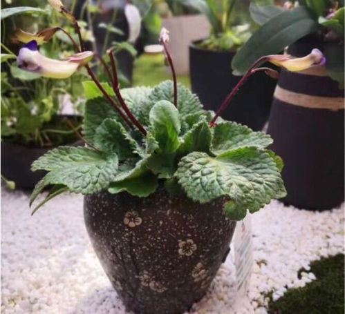 北京世园会省区市室内展品竞赛第四次评审工作圆满完成