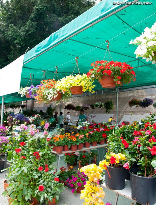 鲜花经济开出新花样 机械设备赋能产业链升级
