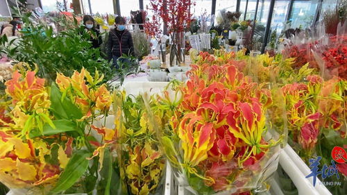 年花市场红红火火 本地品种与网红产品引领新风尚，办公用品焕发新春气息